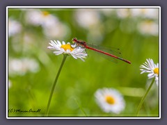 Frühe Adonislibelle - Pyrrhosoma nymphula - hat schwarze Beine