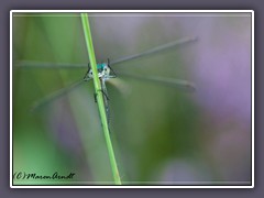 Gemeine Binsenjungfer - Lestes sponsar 