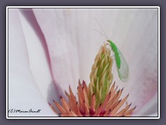 Gemeine Florfliege auch Goldauge genannt - Chrysoperla carnea