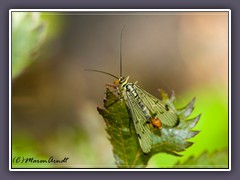 Gemeine Skorpionsfliege - Panorpa communis - Insekt des Jahres 2018