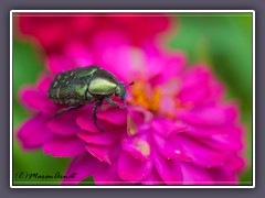 Gemeiner Rosenkäfer - Cetonia aurata