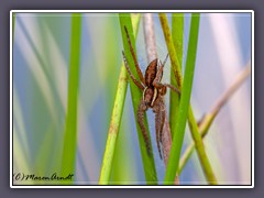 Gerandete Jagdspinne - Dolomedes fimbriatus