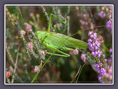 Grünes Heupferd - Tettigonia viridissima