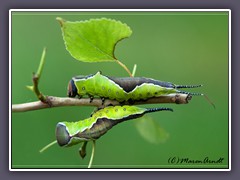 Großer Gabelschwanz - Cerura vinula