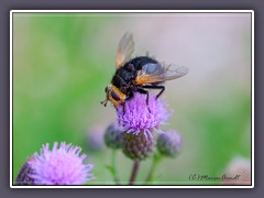 Grosse Raupenfliege - Tachina grossa