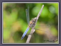 Grosser Blaupfeil - Orthetrum cancellatum