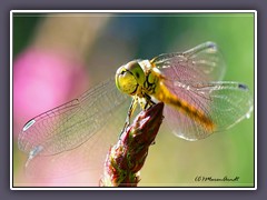 Heidelibelle - Sympetrum