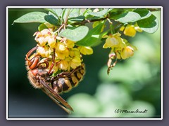 Hornissenkönigin - Vespa crabro