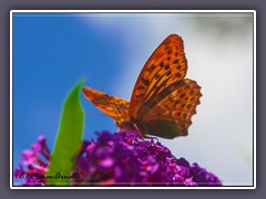 Kaisermantel - Argynnis paphia