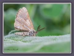 Kiefernspanner - Bupalus piniaria