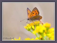 Kleiner Feuerfalter - Lycaena phlaeas