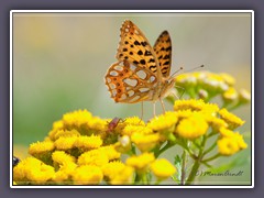 Kleiner Perlmutterfalter - Issoria lathonia