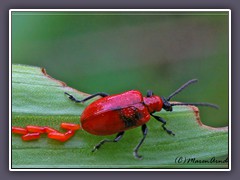 Lilienhähnchen - Lilioceris lilii - Eiablage