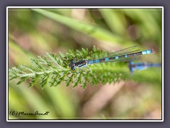 Mondazurjungfer - Coenagrion lunulatum