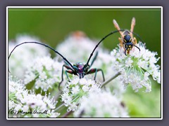 Moschusbockkäfer - Aromia moschata