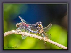 Paarung  Nordische Moosjungfern - Leucorrhinia rubicunda