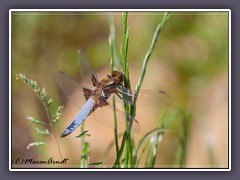 Plattbauchlibelle - Libellula depressa - Männchen 