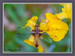 Plattbauchlibelle - Libellula depressa aus der Familie der Segellibellen - Weibchen 