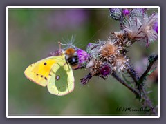 Postillion gelber Wanderfalter - Colias croceus