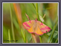 Purpurspanner - Lythria cruentaria