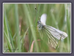 Rapsweissling - Pieris napi 