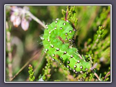 Raupe des kleinen Nachtpfauenauges - Saturnia pavonia