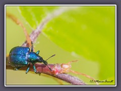 Rebenstecher -  Byctiscus betulae