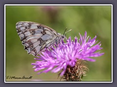 Schachbrettfalter -  Melanargia galathea