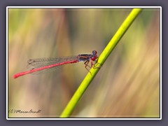 Scharlachlibelle - Zarte Rubinazurjungfer - Ceriagrion tenellum - erscheint spät im Sommer und hat rote Beine