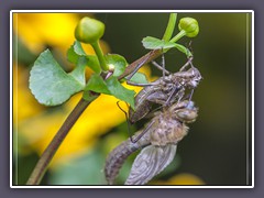 Schlupf einer Falken- oder Smaragdlibelle