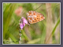 Schmetterling des Jahres 2013 Sumpfwiesen Perlmuttfalter - Boloria selene