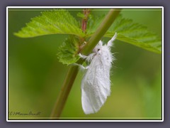 Schwan - Euproctis Similis - Trägspinner