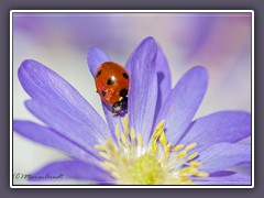 Siebenpunkt - Coccinella septempunctata