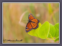 USA - Florida - Viceroy - Limenitis archippus