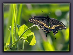 USA - Schwarzer Schwalbenschwanz - Papilio polyxenes - New Jersey