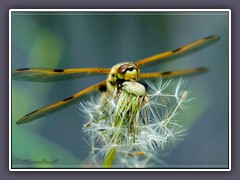 Vierfleck dekorativ auf Pusteblume