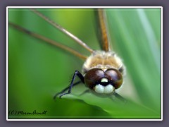 Vierflecklibelle - Libellula quadrimaculata