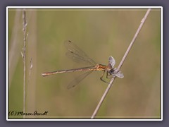 Weidenjungfer - Chalcolestes viridis