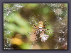 Wespenspinne - Argiope bruennichi