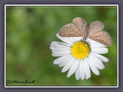 Zwerg Blütenspannner - Eupithecia pygmaeata