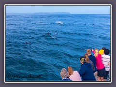 Delfinsichtung auf dem Trip zur Napali Coast