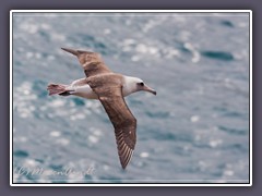 Laysan Albatros