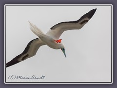 Red Footed Booby