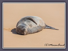 Schlafende streng geschützte Mönchsrobbe am Po ipu Beach