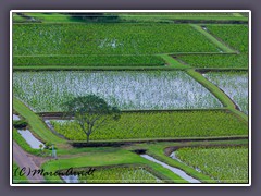 Taro Felder im Hanalei Valley