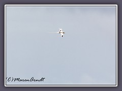 White Tailed Tropicbird