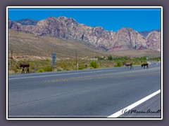 Die Wild Burros vom Red Rock Canyon