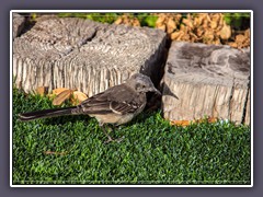 Mockingbird auf Kunstrasen in Vegas