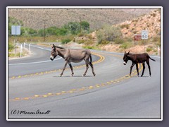 Wilde Esel auf der Nevada State Road 158