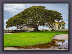 California - Point Fermin Lighthouse - mit berühmten Feigenbaum Moreton Bay Fig Tree